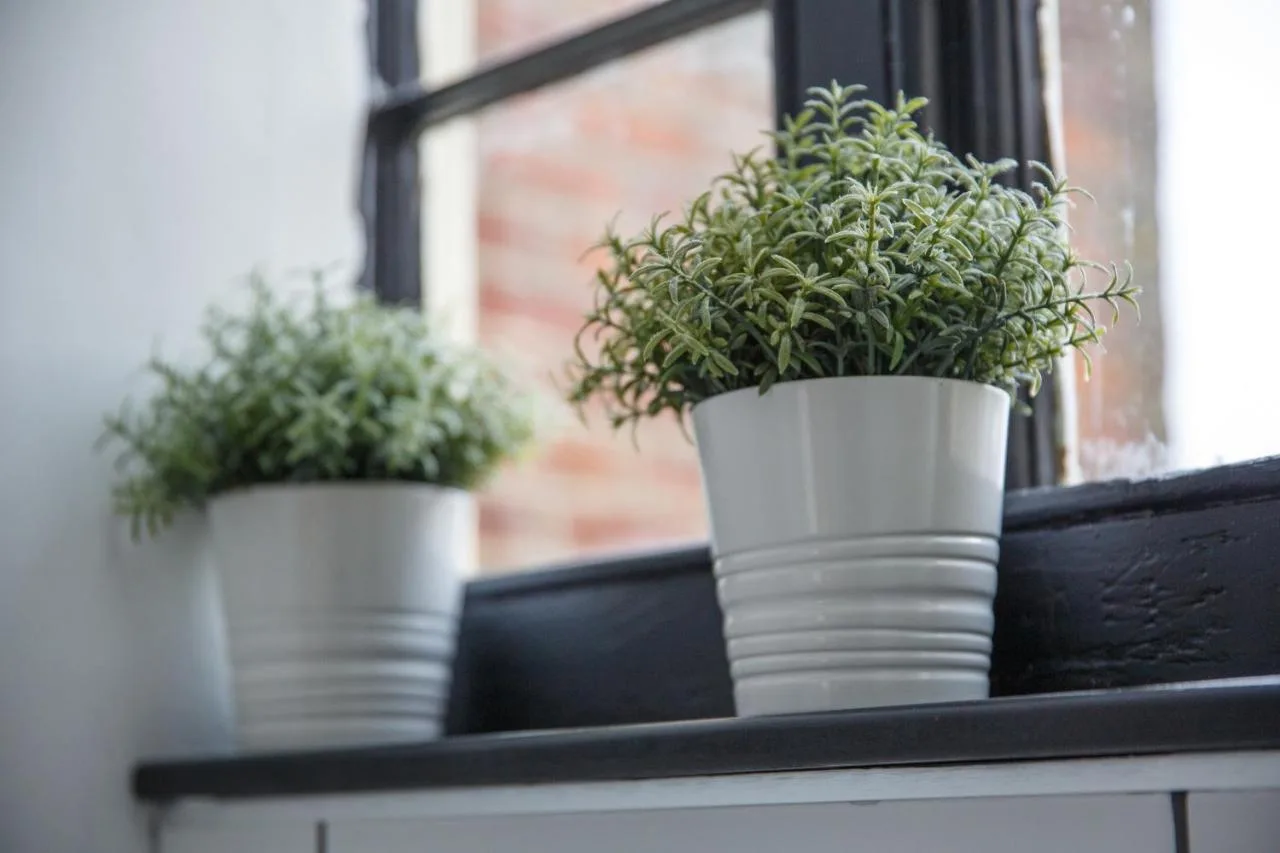 two potted plants sitting on a window sill at The Buttery in Oxford